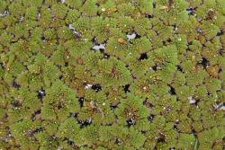 Azolla pinnata: plants floating on the surface of standing water with regularly branched stems bearing bilobed floating leaves. 
 Image: L.R. Perrie © Leon Perrie 2013 CC BY-NC 3.0 NZ